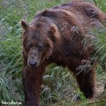 6856 Kodiak Bear, Katmai National Park, Alaska