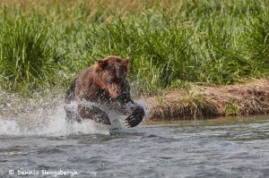 6859 Kodiak Bear, Katmai National Park, Alaska