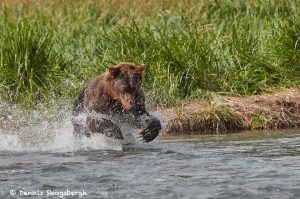 6859 Kodiak Bear, Katmai National Park, Alaska