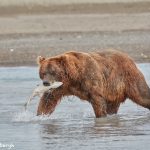 6860 Kodiak Bear, Katmai National Park, Alaska
