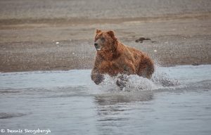 6865 Kodiak Bear, Katmai National Park, Alaska