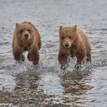 6867 Kodiak Bear Cubs, Katmai National Park, Alaska