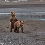 6871 Kodiak Bear Cubs, Katmai National Park, Alaska