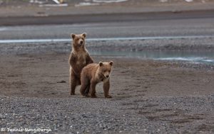 6871 Kodiak Bear Cubs, Katmai National Park, Alaska