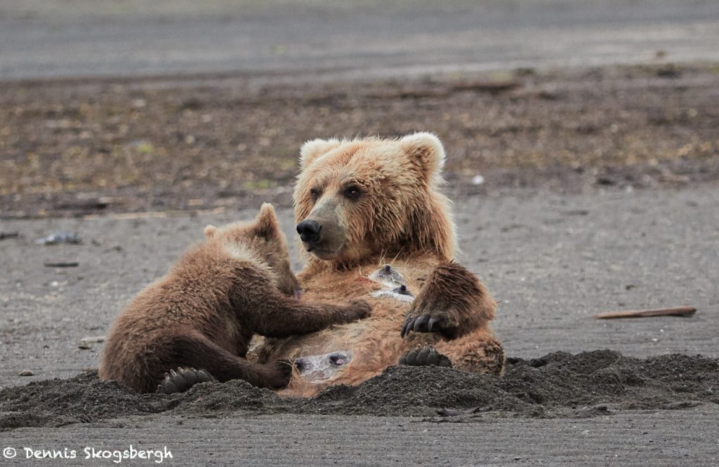 6873 Kodiak Bear Cub Feeding, Katmai National Park, Alaska Dennis