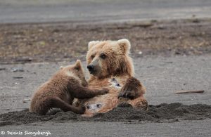 6873 Kodiak Bear Cub Feeding, Katmai National Park, Alaska