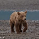 6875 Kodiak Bear Cub , Katmai National Park, Alaska