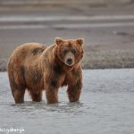6852 Kodiak Bear, Katmai National Park, Alaska
