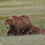 6879 Kodiak Bear with Cub, Katmai National Park, Alaska