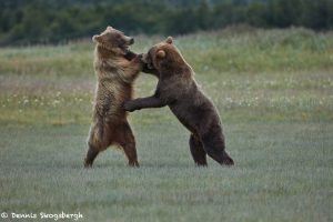 6884 Kodiac Bears Sparring, Katmai National Park, Alaska