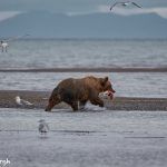 6885 Kodiak Bear, Katmai National Park, Alaska