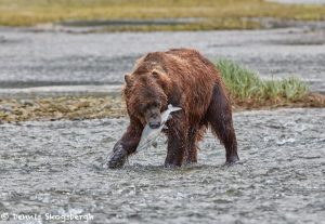 6888 Kodiak Bear, Katmai National Park, Alaska