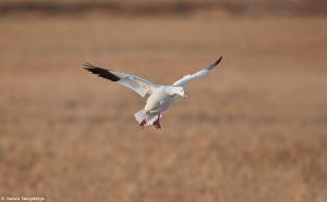 6902 Snow Goose, Bosque del Apache, NM