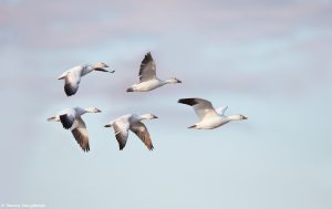 6903 Snow Geese, Bosque del Apache, NM