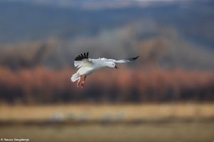 6904 Snow Goose (Chen caerulescens), Bosque del Apache, NM