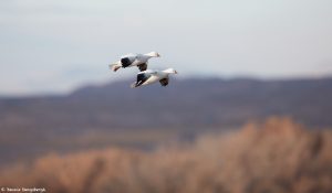 6910 Ross's Geese (Chen rossii), Bosque del Apache, NM