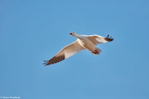 6911 Snow Goose (Chen caerulescens), Bosque del Apache, NM