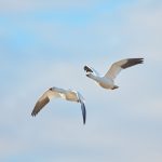 6913 Snow Geese (Chen caerulescens), Bosque del Apache, NM