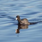 6916 American Coot (Fulica americana), Bosque del Apache, NM