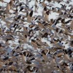 6918 'Lift-off Pano, Crane Pond, Bosque del Apache, NM