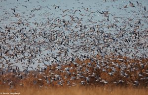 6919 Snow and Ross's Geese 'Lift-off', Bosque del Apache, NM