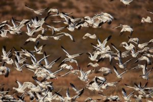 6920 Swarming Snow and Roos's Geese, Bosque del Apache, NM 1