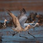 6921 Sunrise, Sandhill Cranes (Grus canadensis), Bosque del Apache, NM