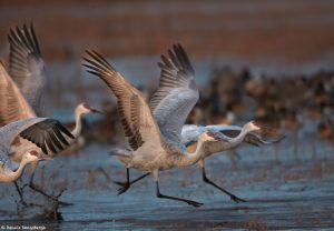 6921 Sunrise, Sandhill Cranes (Grus canadensis), Bosque del Apache, NM