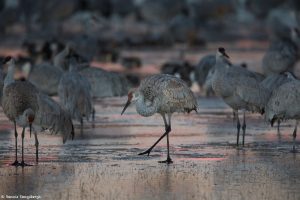 6924 Sunrise, Sandhill Crane (Grus canadensis), Bosque del Apache, NM