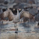 6926 Sunrise, Sandhill Crane (Grus canadensis), Bosque del Apache, NM