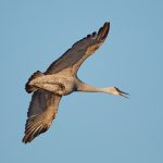 6929 Sandhill Crane (Grus canadensis), Bosque del Apache, NM