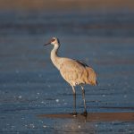 6930 Sandhill Crane (Grus canadensis), Bosque del Apache, NM