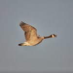 6937 Canada Goose (Branta canadensis), Bosque del Apache, NM