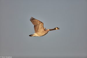 6937 Canada Goose (Branta canadensis), Bosque del Apache, NM