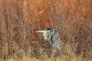 6938 Great Blue Heron (Ardea herodias), Bosque del Apache, NM