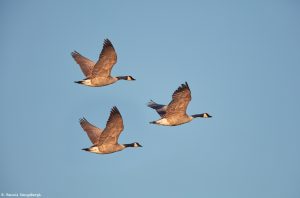 6940 Canada Geese (Branta canadensis), Bosque del Apache, NM