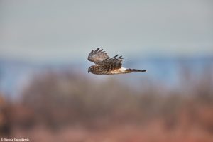 6945 Northern Harrier (Circus cyaneus), Bosque del Apache, NM