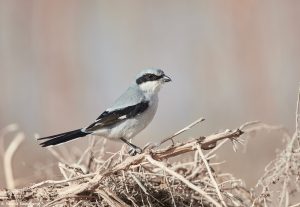 6947 Loggerhead Shrike (Lanius ludovicianus), Bosque del Apache, NM