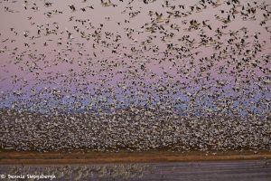 6953 Geese 'Lift-off', Crane Pool, Bosque del Apache, NM