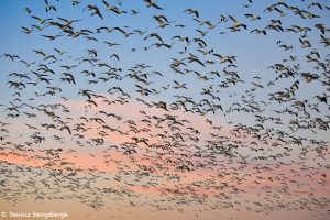 6954 Geese 'Lift-off', Crane Pool, Bosque del Apache, NM