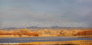 6956 Swarming Geese, Bosque del Apache, NM