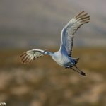 6965 Sandhill Crane (Grus canadensis), Bosque del Apache, NM