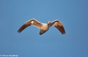 6967 Snow goose (Chen caerulescens), Bosque del Apache, NM