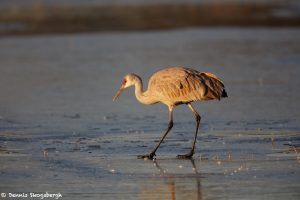 6970 Sunrise, Sandhill Crane (Grus caerlulescens), Bosque del Apache, NM