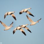 6971 Snow Geese (Chen caerulescens), Bosque del Apache, NM