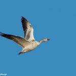 6972 Snow Goose (Chen caaerulescens), Bosque del Apache, NM