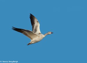 6972 Snow Goose (Chen caaerulescens), Bosque del Apache, NM