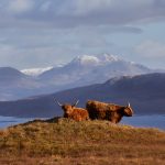 6986 Highland Cattle, Elgol, Isle of Skye, Scotland