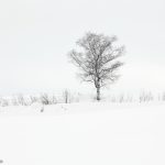 6999 Winter Landscape, Biei, Japan