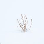 7000 Winter Landscape, Biei, Japan